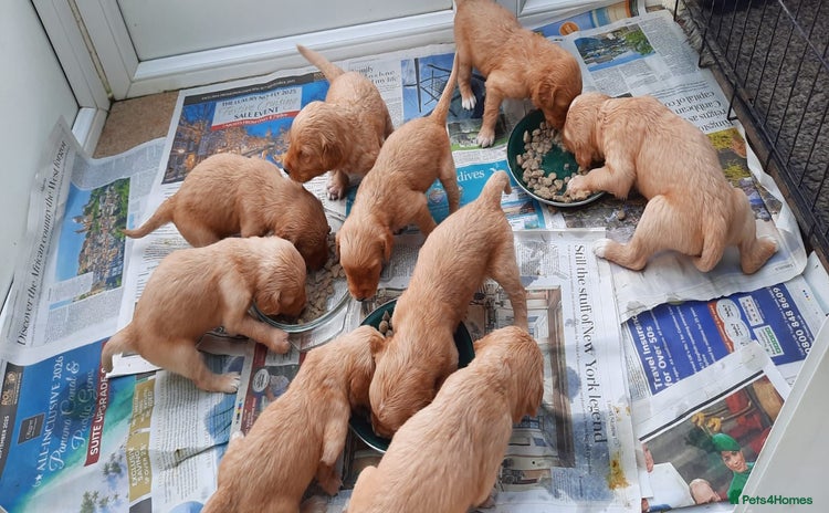 Golden Retriever dogs - Advert 12