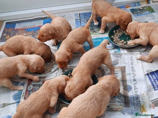 Golden Retriever dogs - Advert 10