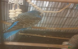 Budgerigars birds for sale: Semi tame female kakariki and 4 show budgies - Image 10