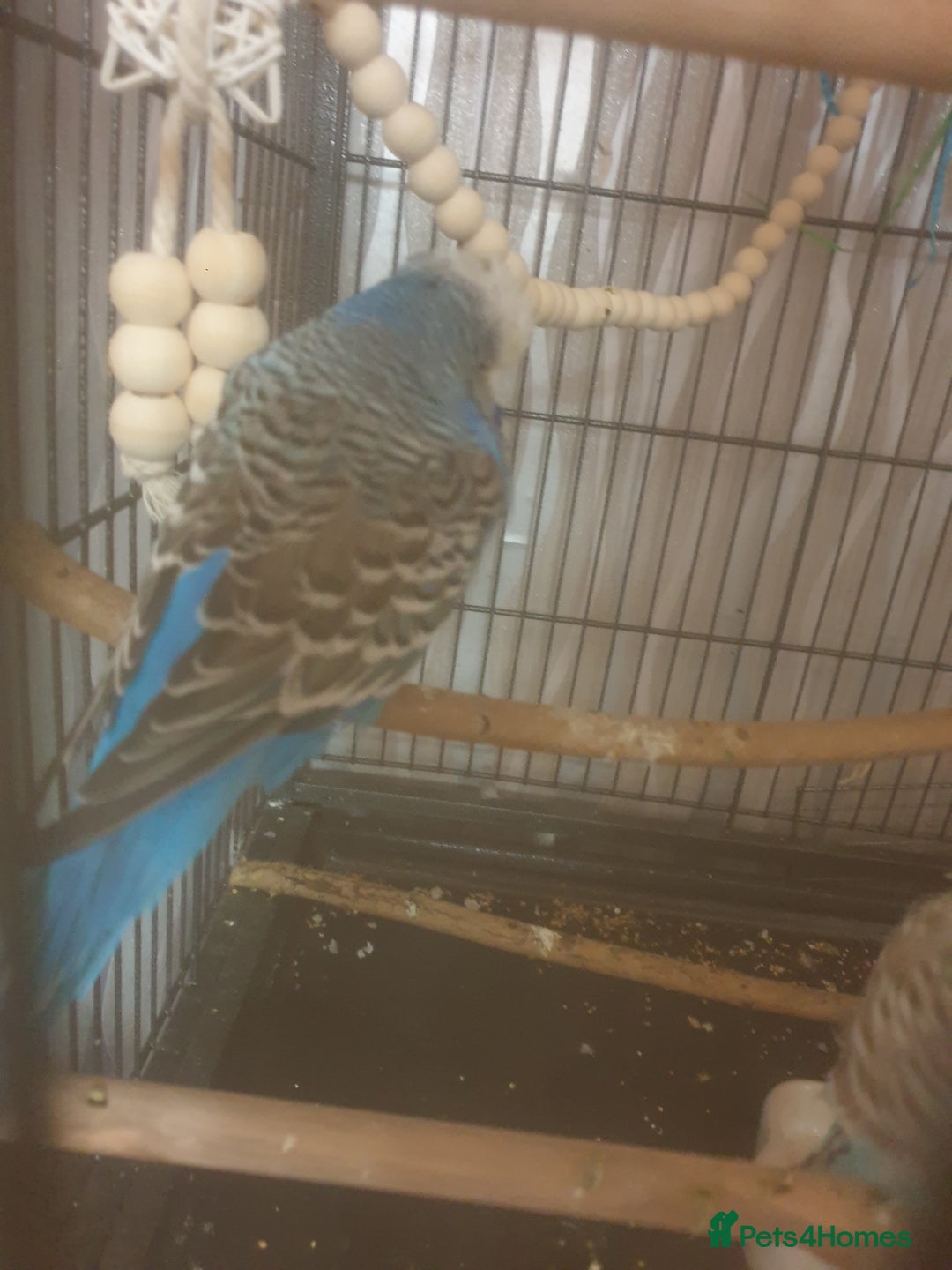 Budgerigars birds for sale: Semi tame female kakariki and 4 show budgies - Image 10