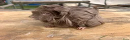 Guinea Pig rodents for sale: Beautiful long haired guinea pigs to reserve  - Advert 12