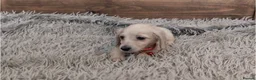 Miniature Dachshund dogs for sale: 🐾 Beautiful Miniature Dachshund Puppies 🐾 - Advert 9