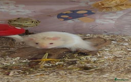 Hamster rodents for sale: Male syrian hamster  - Image 3