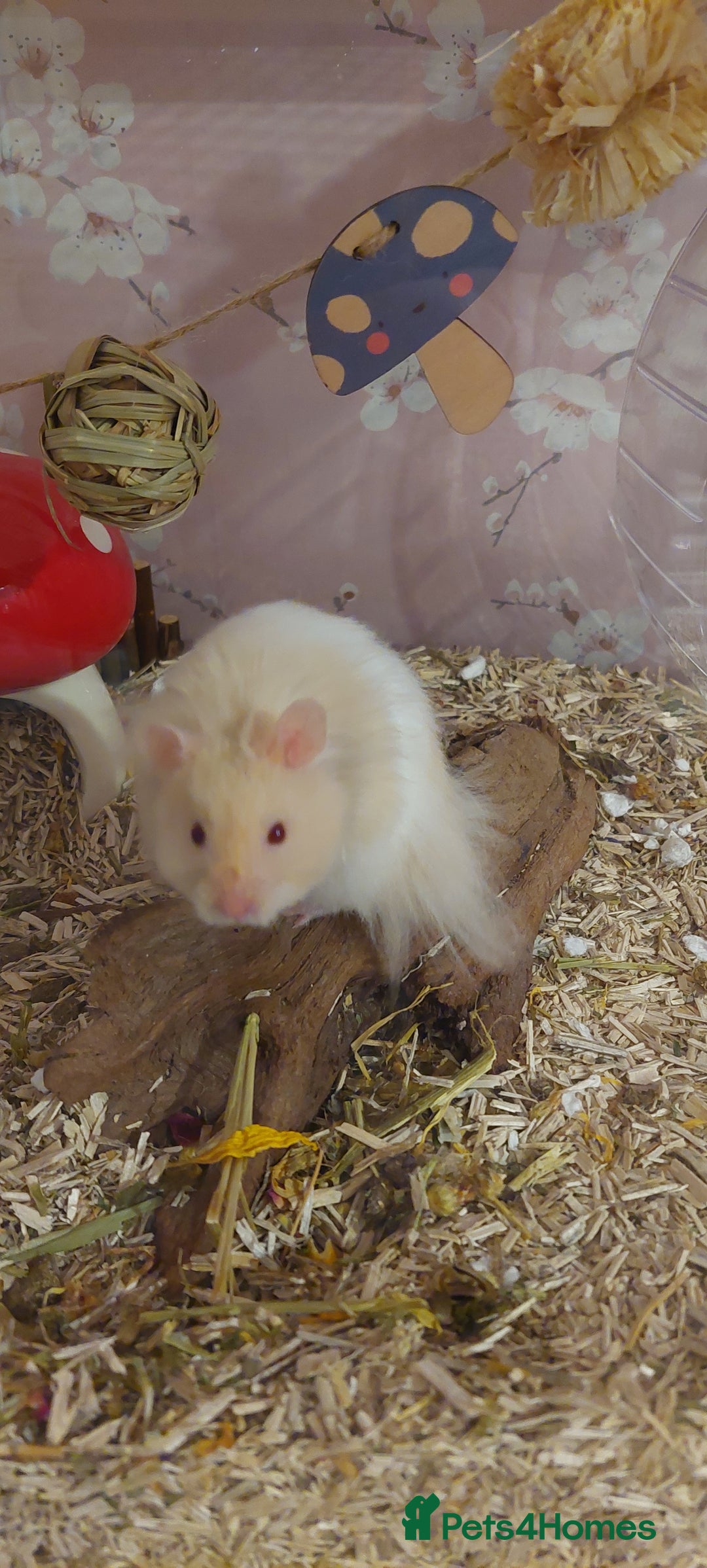Hamster rodents for sale: Male syrian hamster  - Image 3