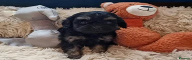 Cavapoo 2