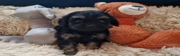 Cavapoo dogs for sale: Stunning Black and Tan Cavapoo puppies - Advert 18