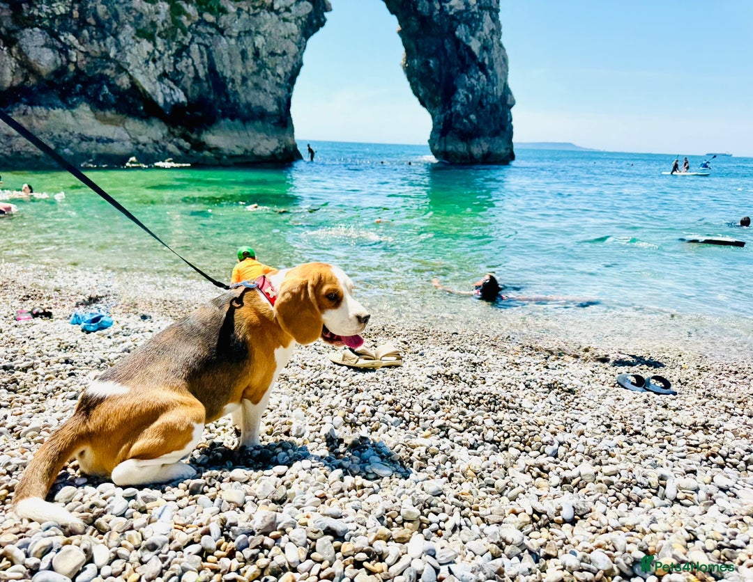 Beagle dogs for sale: Friendly  beautiful Beagle  - Advert 3