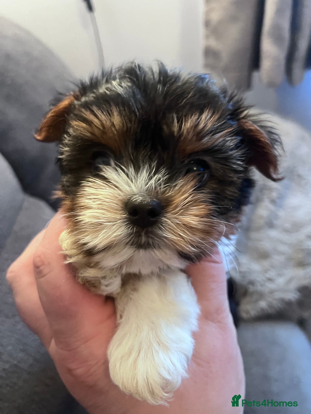 Biewer Terrier dogs for sale: 2 Pure Yorkshire Biewier Terrier READY TO GO - Advert 10