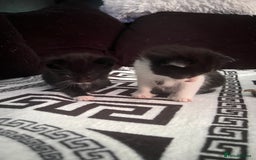 Mixed Breed cats for sale: Toxido kittens  - Image 6