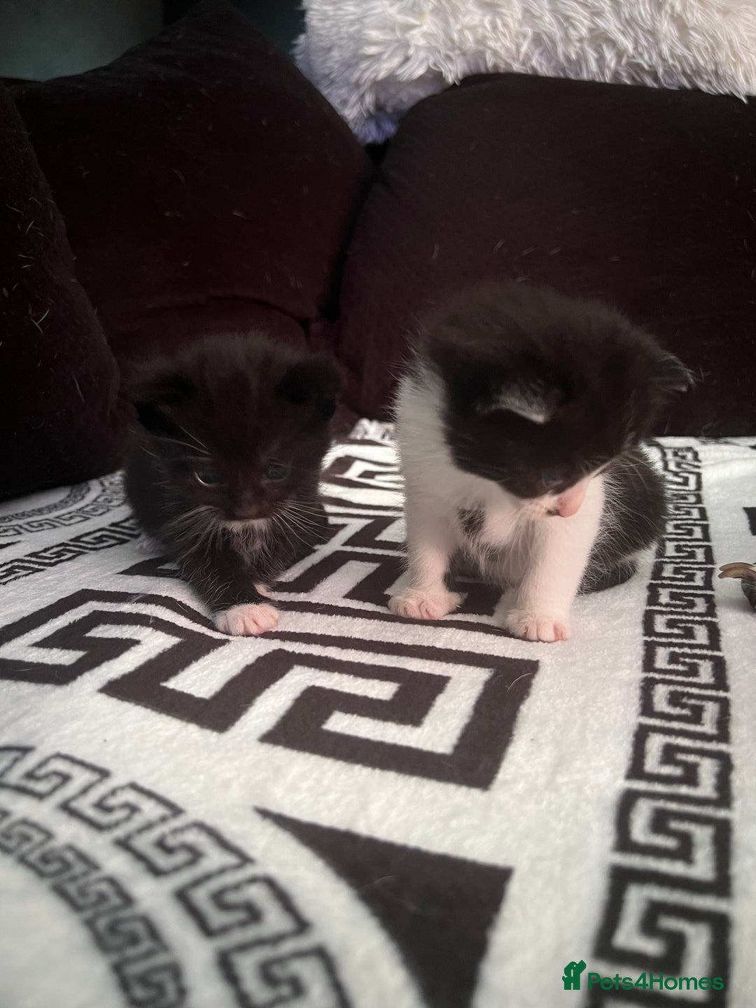 Mixed Breed cats for sale: Toxido kittens  - Image 6