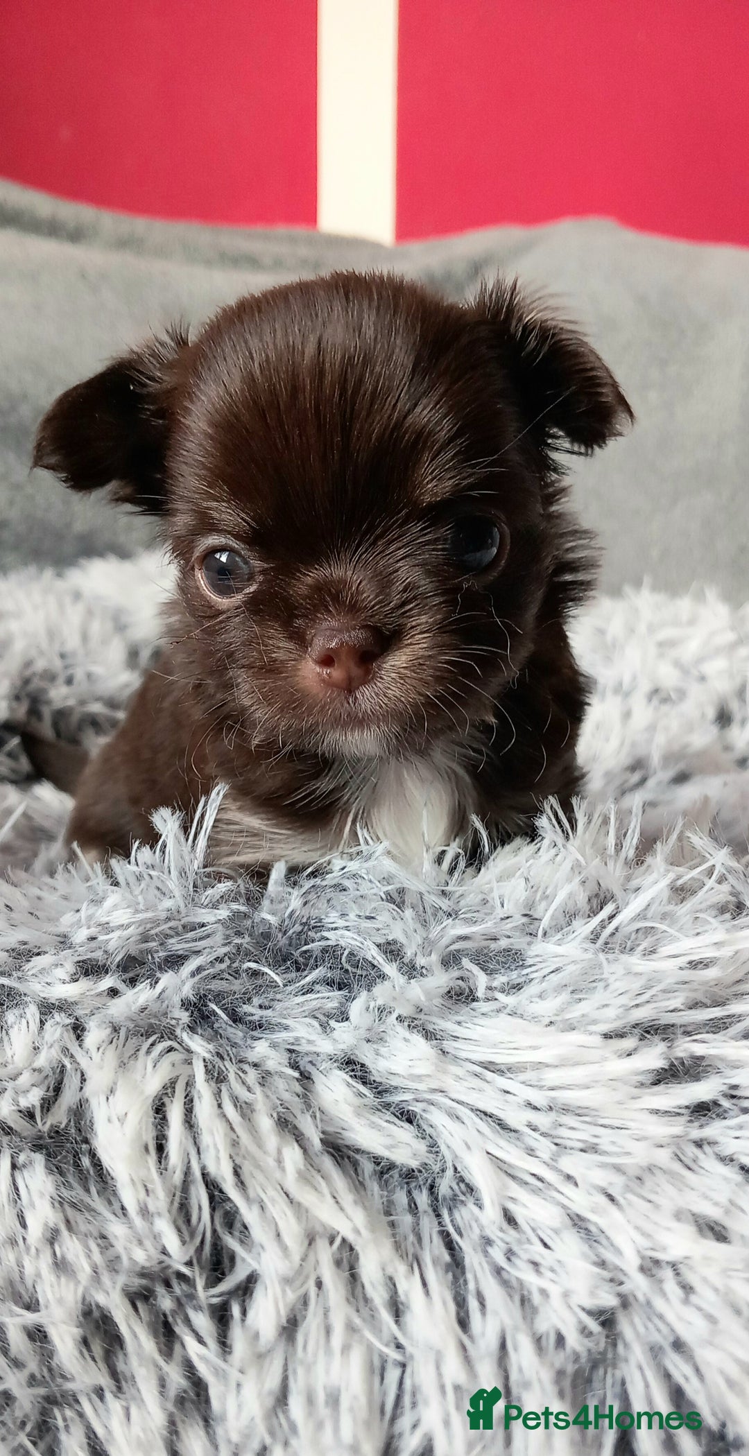 Chihuahua dogs for sale: ❤️‍🔥DNA tested parents❤️‍🔥LC 1Boys KC REG  - Advert 29