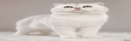 British Shorthair cats for stud: Superb quality NS12 for stud duties ONLY - Advert 2