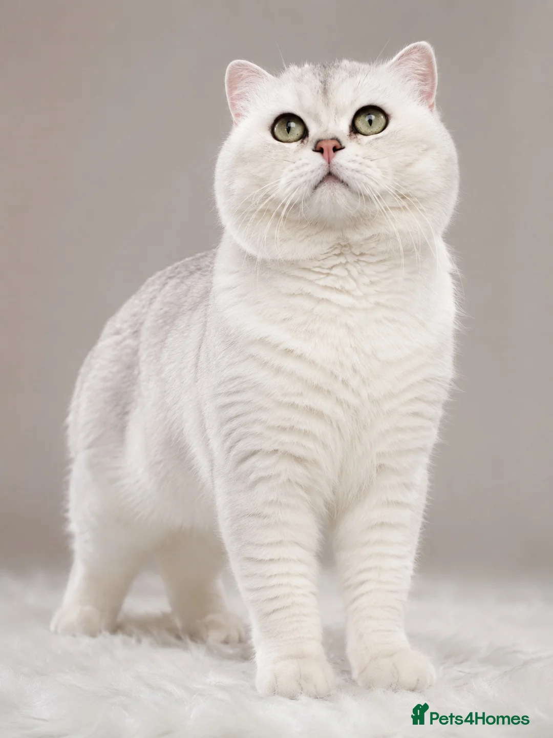 British Shorthair cats for stud: Superb quality NS12 for stud duties ONLY - Advert 2