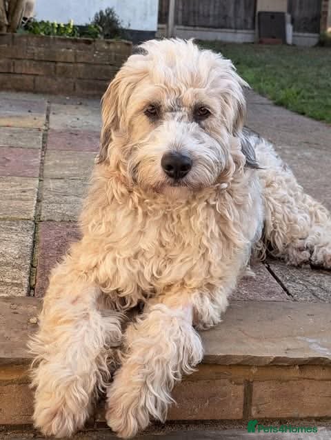 Mixed Breed dogs Meet Jack, currently residing in London - Advert 1
