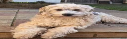 Mixed Breed dogs for adoption: Meet Jack, currently residing in London in London - Advert 1