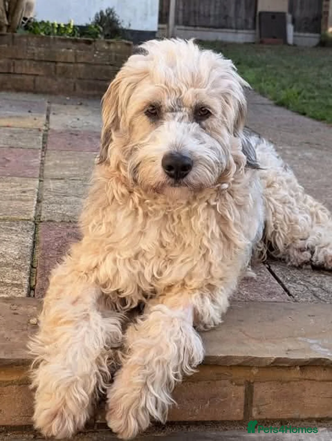 Mixed Breed dogs for adoption: Meet Jack, currently residing in London in London - Advert 1