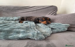 Miniature Dachshund dogs for sale: Sausage-shaped bundles of joy ❤️🌭 - Image 2