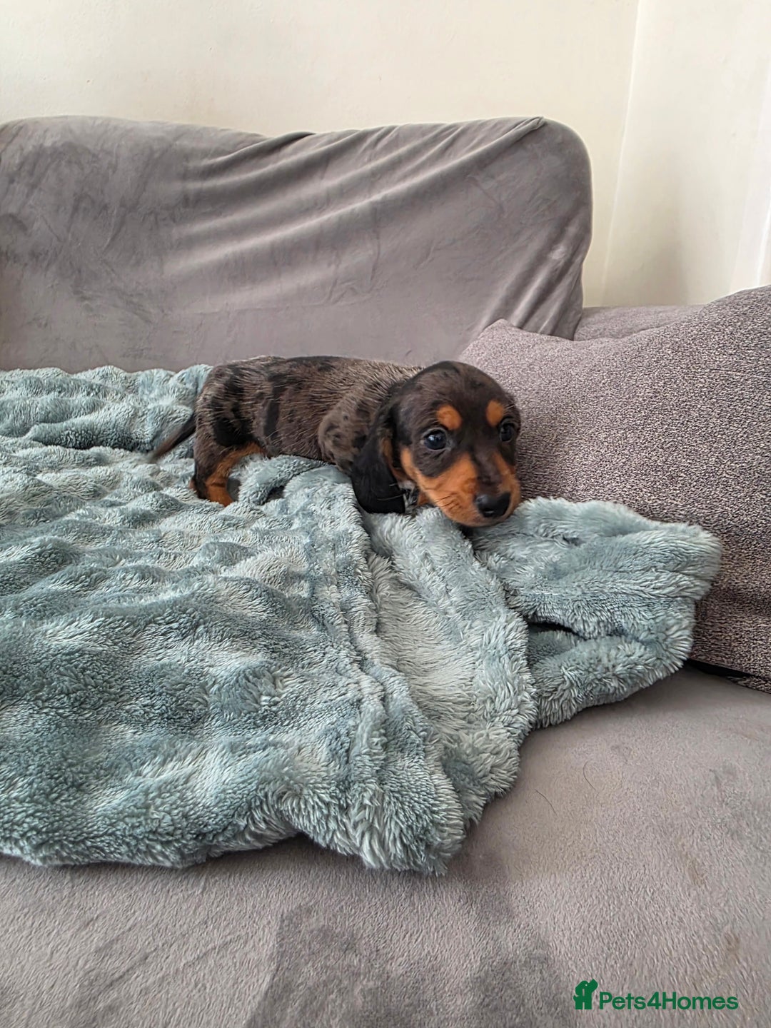 Miniature Dachshund dogs for sale: Sausage-shaped bundles of joy ❤️🌭 - Image 2