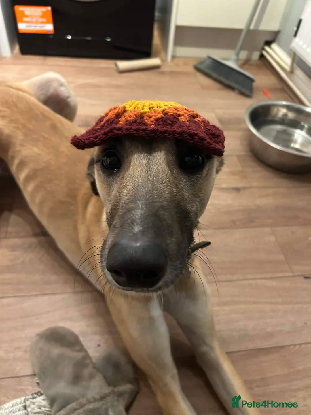 Greyhound dogs for sale: One Year Old Greyhound - Advert 6