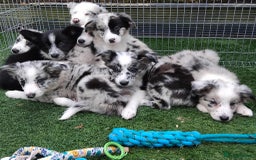Border Collie dogs for sale: Stunning litter of blue merle border collies - Image 38