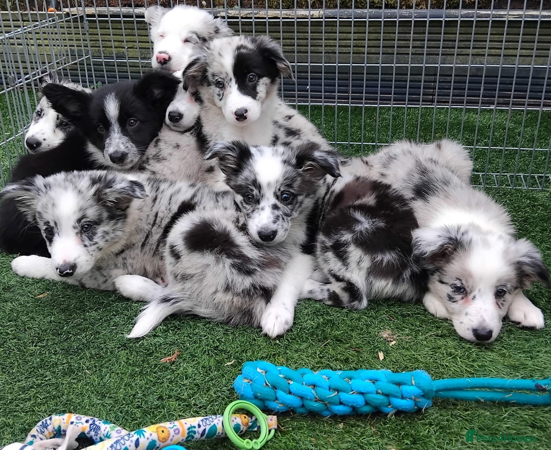 Border Collie dogs for sale: Stunning litter of blue merle border collies - Image 38