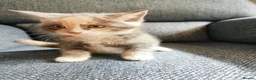 Mixed Breed cats for sale: Beautiful Kittens  - Advert 7