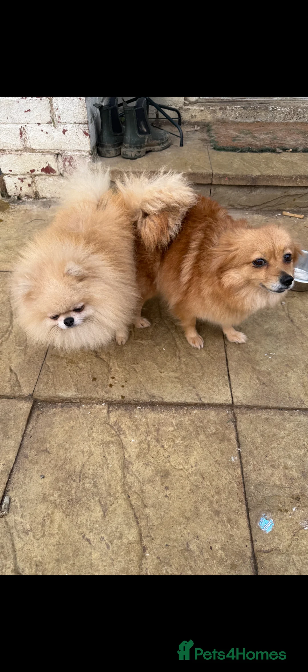Pomeranian dogs for sale: Pomeranian puppies  - Advert 1