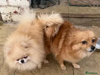 Pomeranian dogs Pomeranian puppies - Advert 13