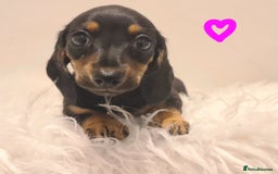 Miniature Dachshund dogs for sale: KC Daxi's health tested parents.READY - Image 8