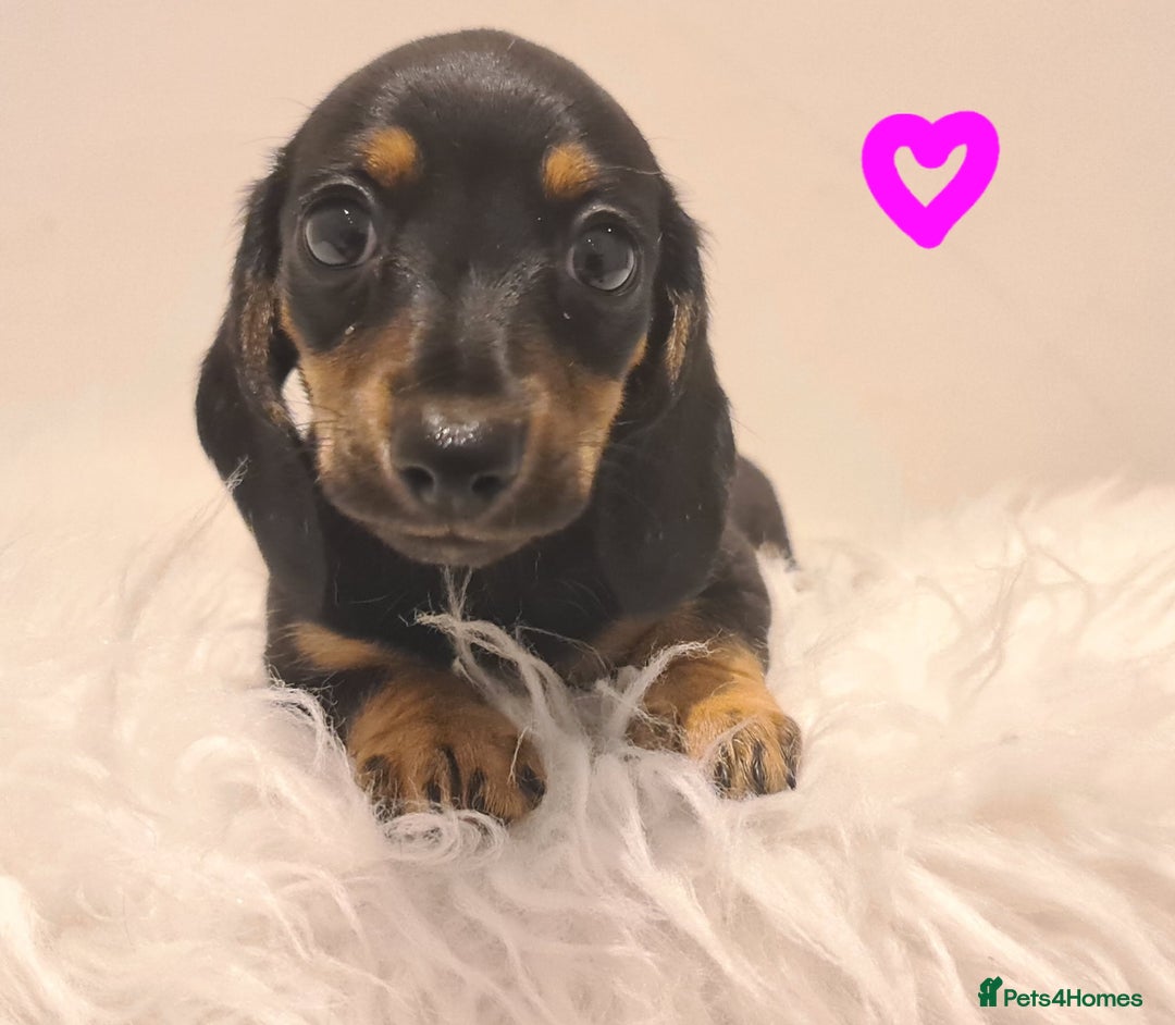 Miniature Dachshund dogs for sale: KC Daxi's health tested parents.READY - Image 8
