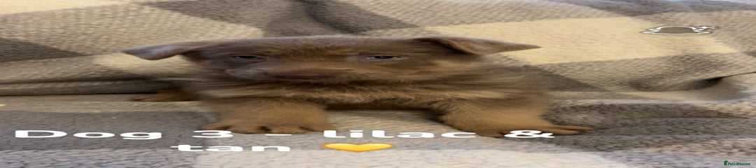 German Shepherd Puppy 4