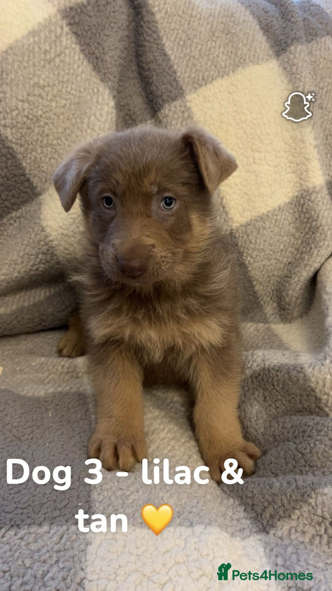 German Shepherd dogs for sale: Beautiful litter of coloured German shepherds!  - Advert 9