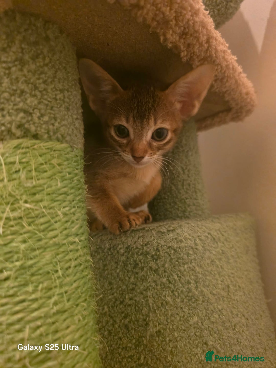 Mixed Breed cats for sale: Beautiful kittens looking for their forever homes - Advert 3