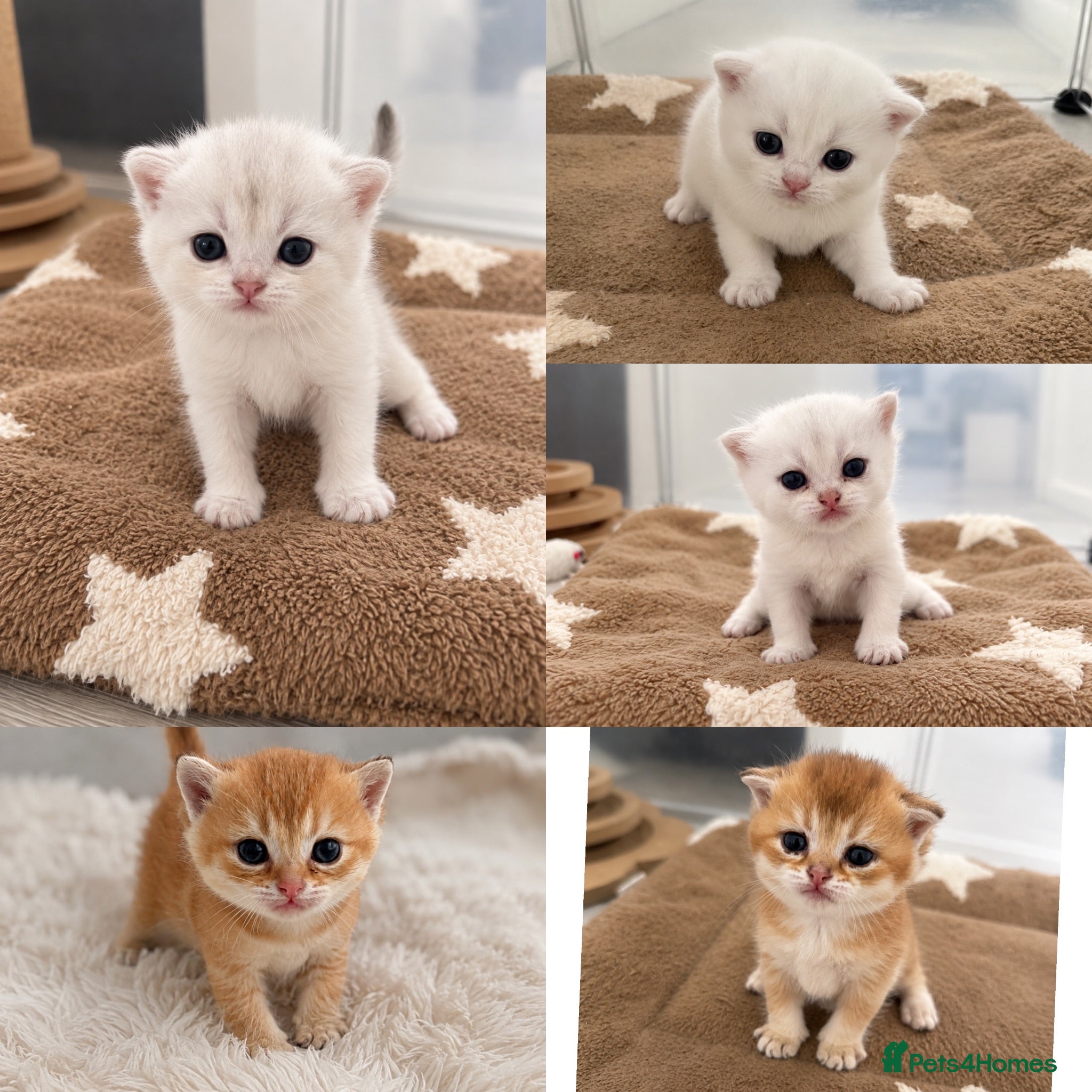 Scottish Fold cats Scottish Kittens Looking for Their Forever Homes  - Advert 1