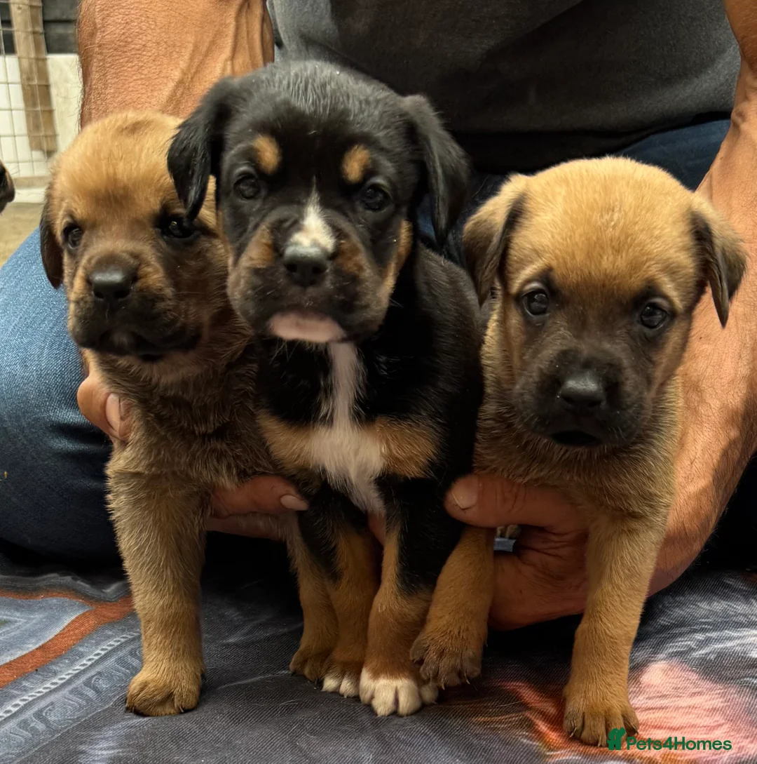 Rottweiler dogs for sale: Rottweilerx in Worcester - Advert 2