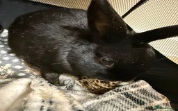 Dwarf Lop rabbits for sale: Black Dwaf Rabbits  - Image 2