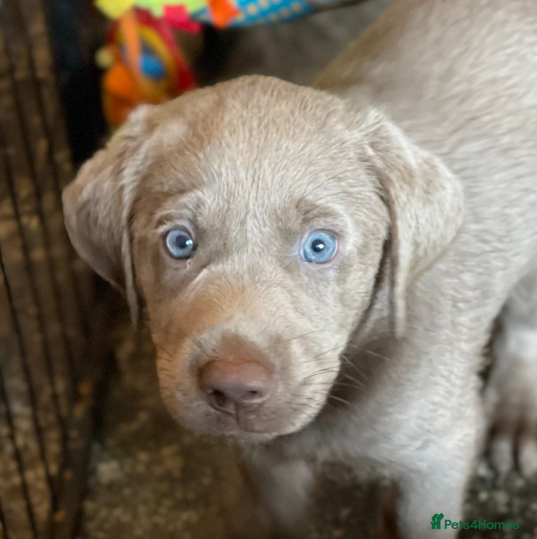 Labrador Retriever dogs for sale: Stunning Pure Pedigree silver labrador puppies  - Image 6