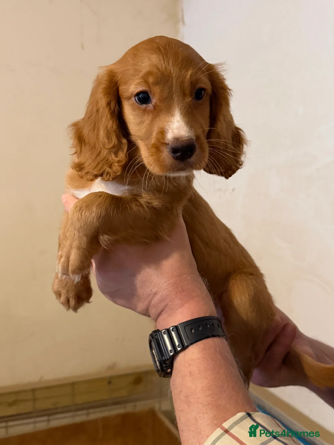 Cocker Spaniel dogs for sale: Working cocker spaniel puppies ready now! - Advert 9