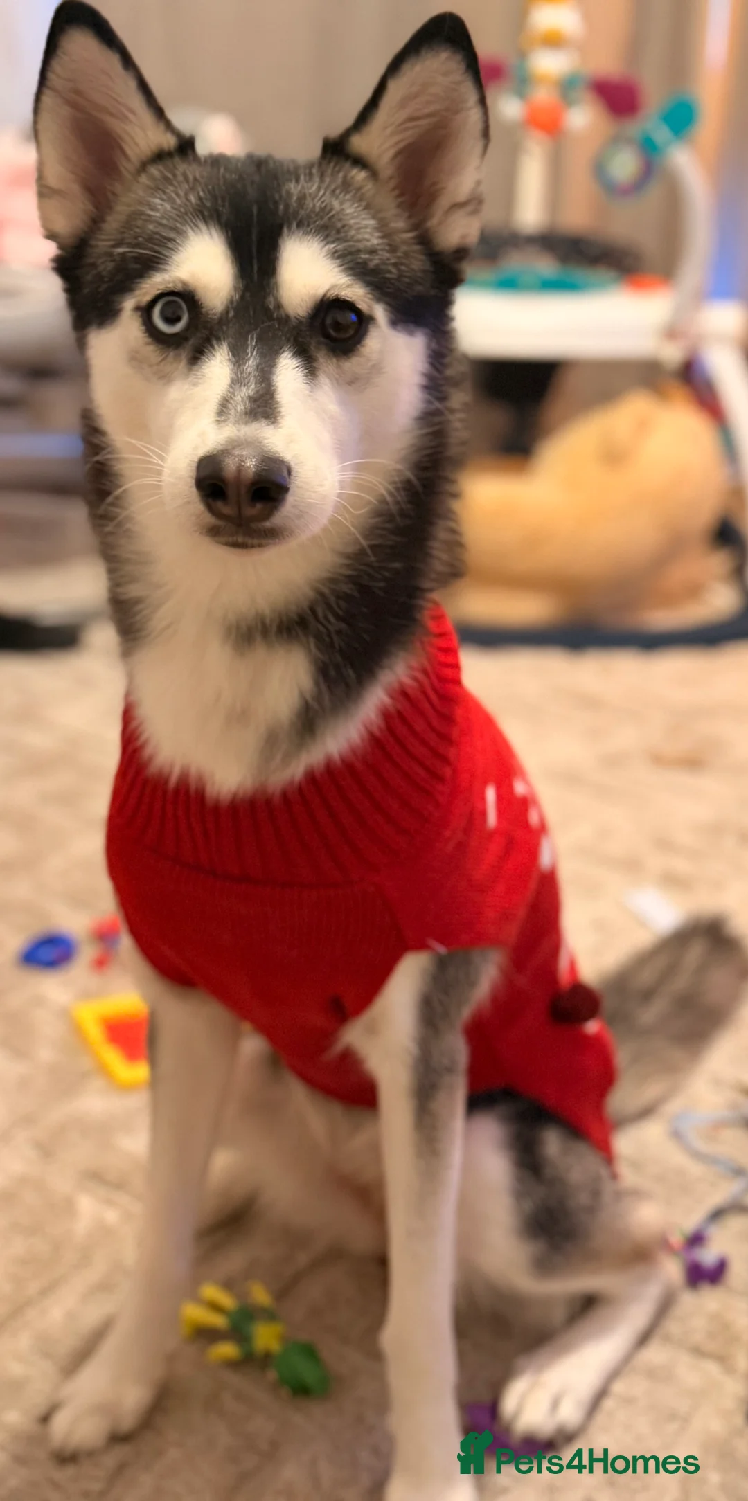 Siberian Husky dogs for sale: Female Siberian Husky needs rehoming  - Advert 2