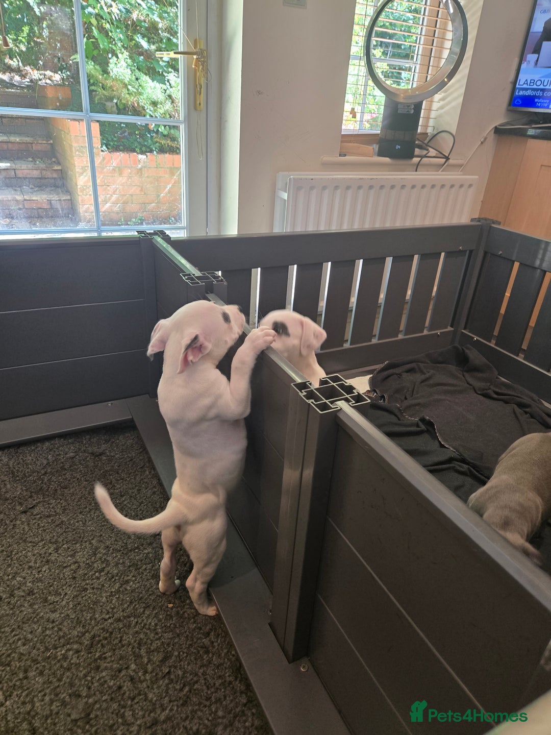 Staffordshire Bull Terrier dogs for sale: VERY RARE TOP QUALITY WHITE BLUE PIED STAFFORD BOY - Image 8
