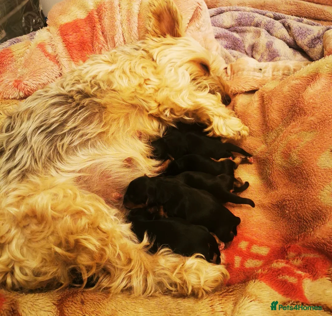 Yorkshire Terrier dogs for sale: Beautiful puppies  - Advert 4