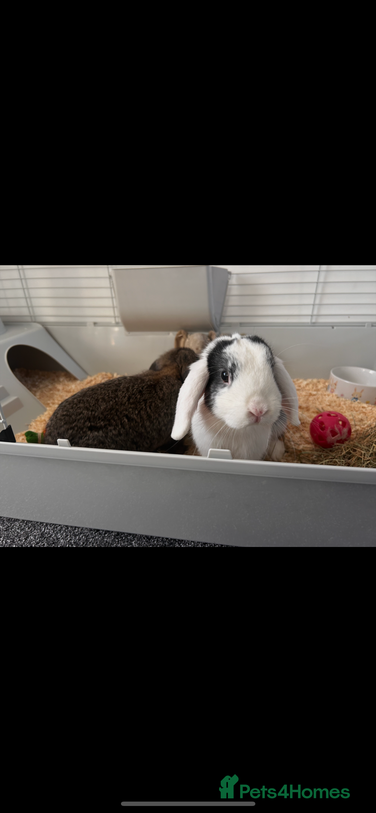 Dwarf Lop rabbits Rabbits  - Advert 3