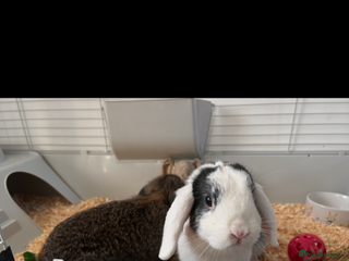 Dwarf Lop rabbits Rabbits - Advert 3