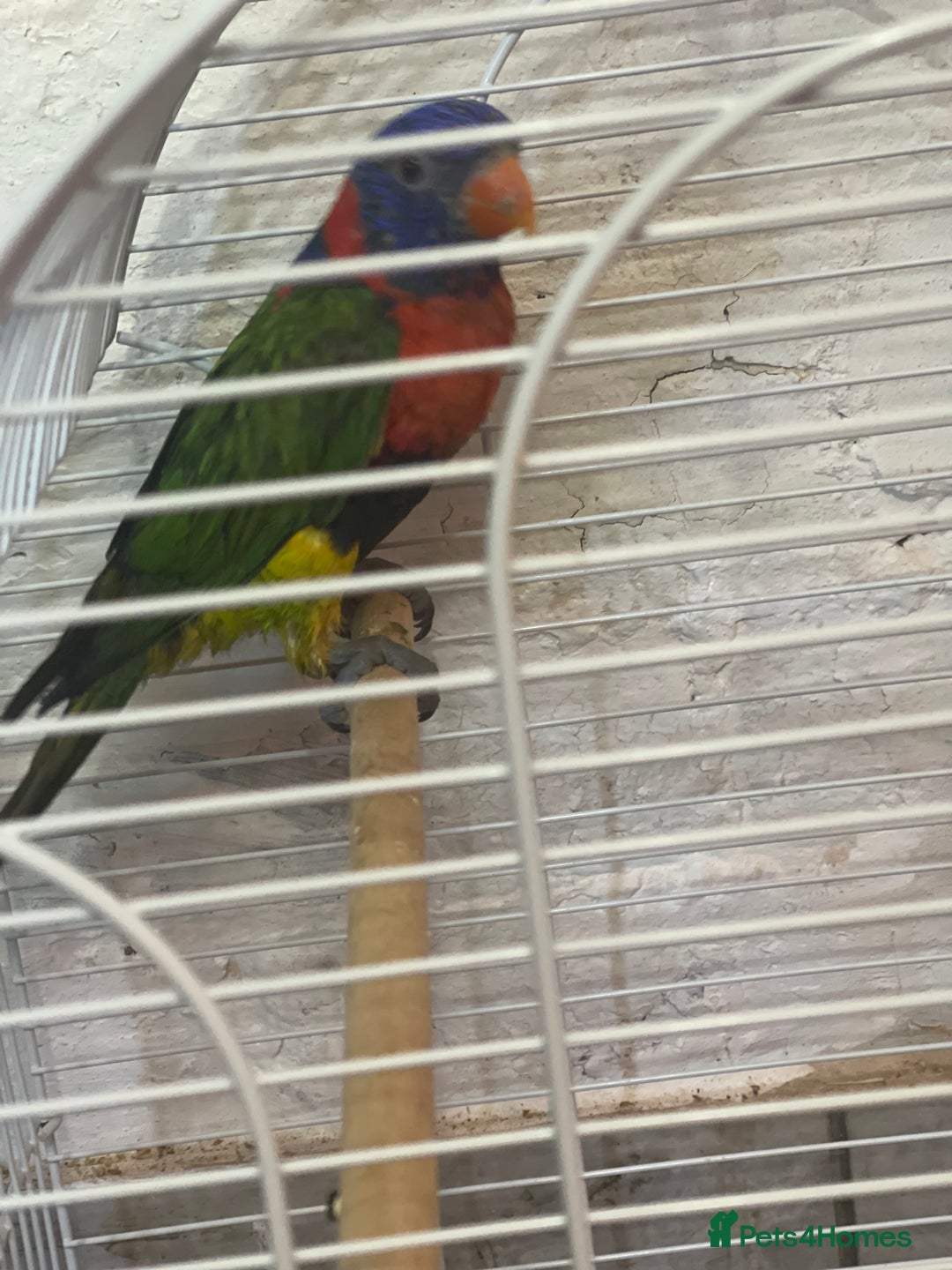 Lorikeets birds for sale: Rainbow lorikeet - Image 3