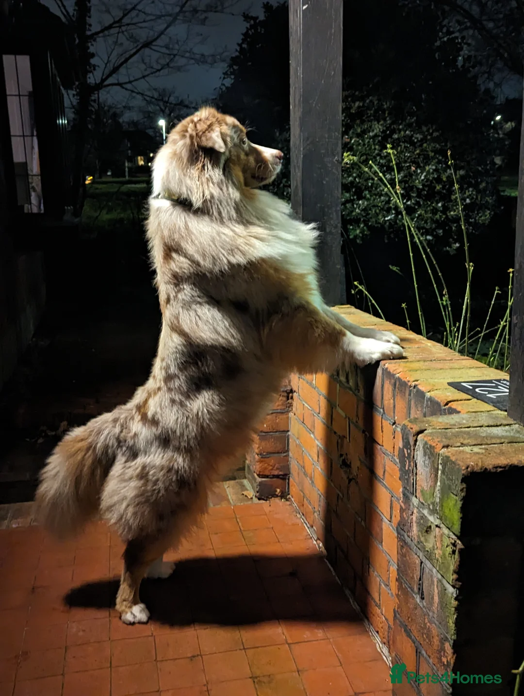 Australian Shepherd dogs for stud: Proven HT KC Champ Red Merle Australian Shep Stud in Bromley - Advert 12