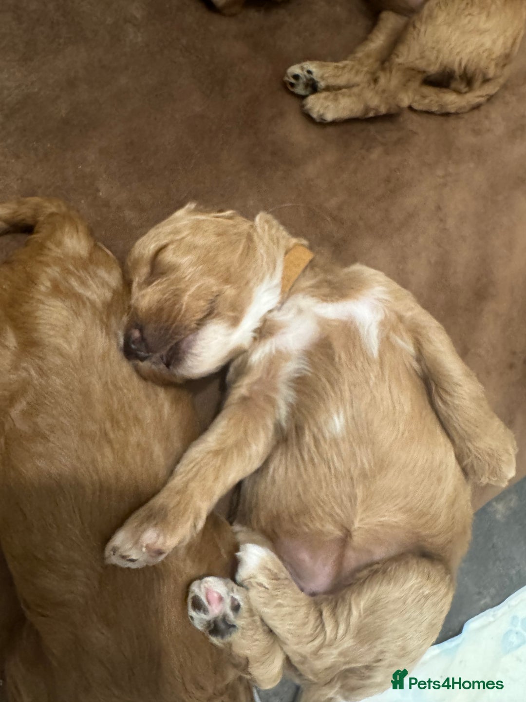 Cockapoo dogs for sale: Amazing litter of f1b cockerpoo puppies for sale - Image 9