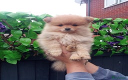Pomeranian dogs for sale: Pomeranian puppies  - Image 1
