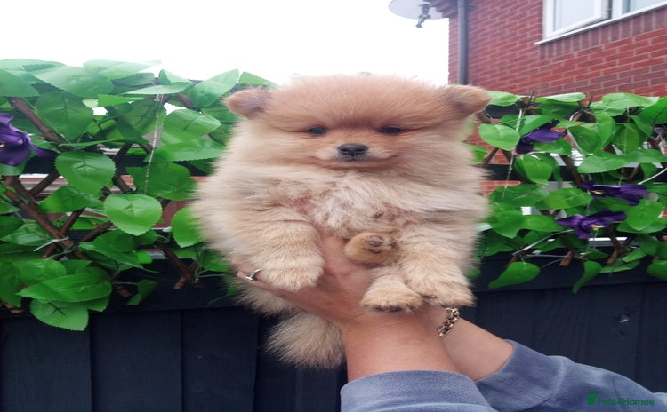 Pomeranian dogs - Advert 1