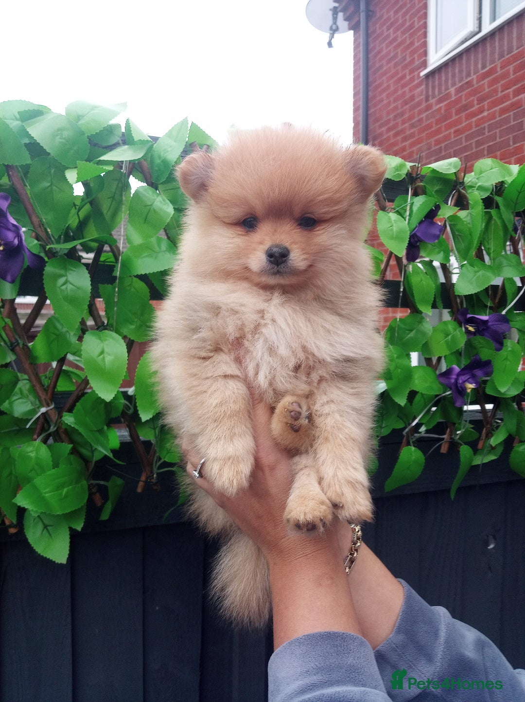 Pomeranian dogs for sale: Pomeranian puppies  - Image 1
