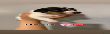 Jack Russell 3